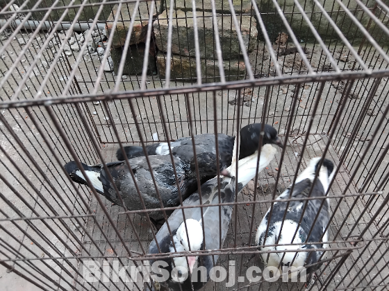 কবুতর